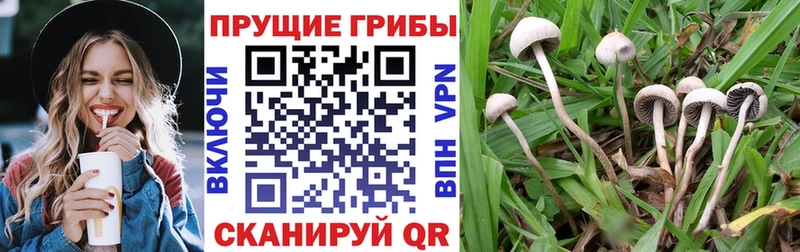 ссылка на мегу вход  купить наркотик  Болохово  Галлюциногенные грибы прущие грибы 